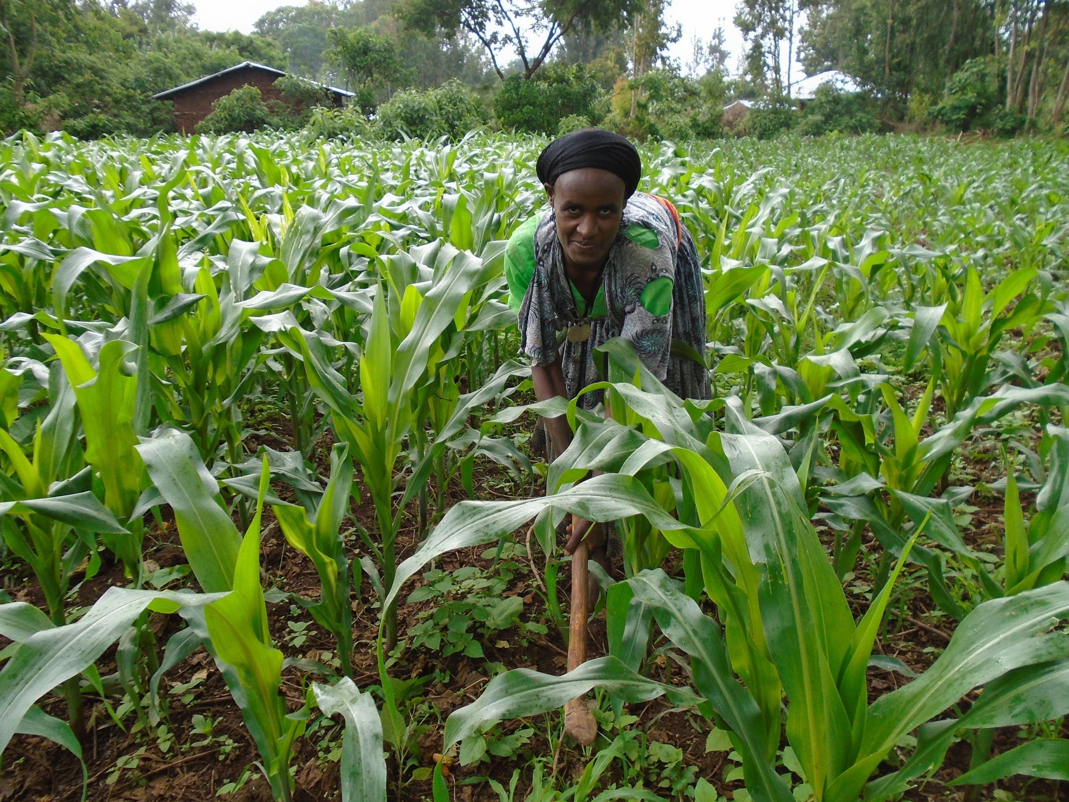 A woman from Ethiopia in a corn field. (source: Martin Bondzio)